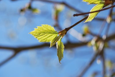 Platanus x hispanica - platan javorolistý - vývoj listu a plodu (3)